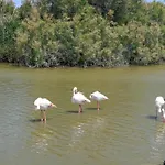 Peniche Farniente Climatisee - Aux Portes De La Camargue * Bellegarde (Gard)