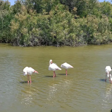 Peniche Farniente Climatisee - Aux Portes De La Camargue * Bellegarde (Gard)